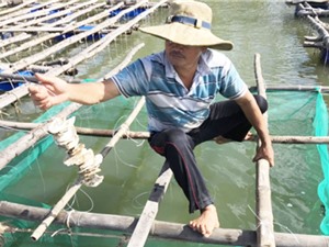 Trà Vinh: Thử nghiệm nuôi hàu Thái Bình Dương